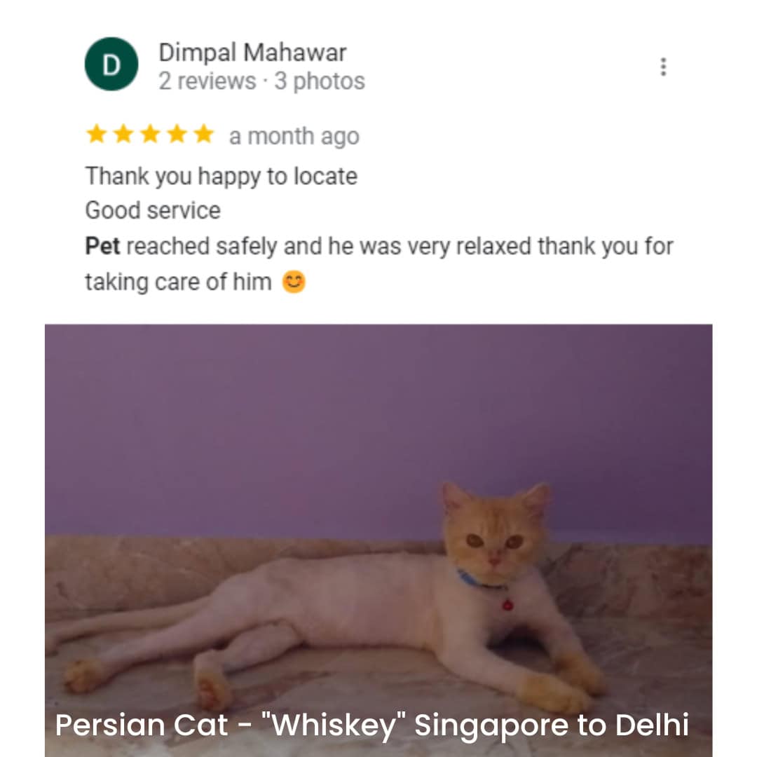Pet Relocation of Persian Cat- "Whiskey" Singapore to (Delhi) India
